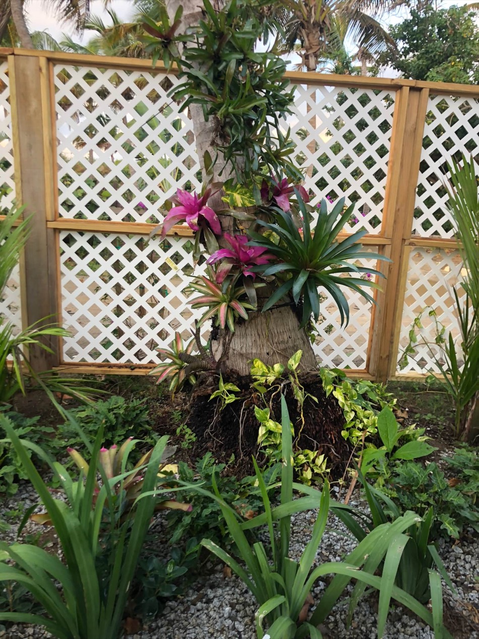 Lush tropical garden with heliconia and flowering plants
