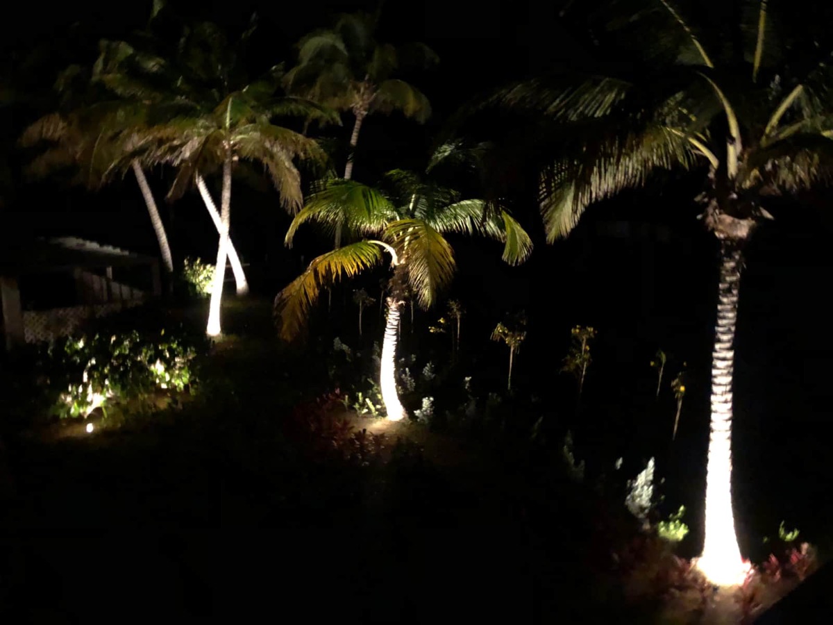 The tropical garden lit up at night with uplit palm trees