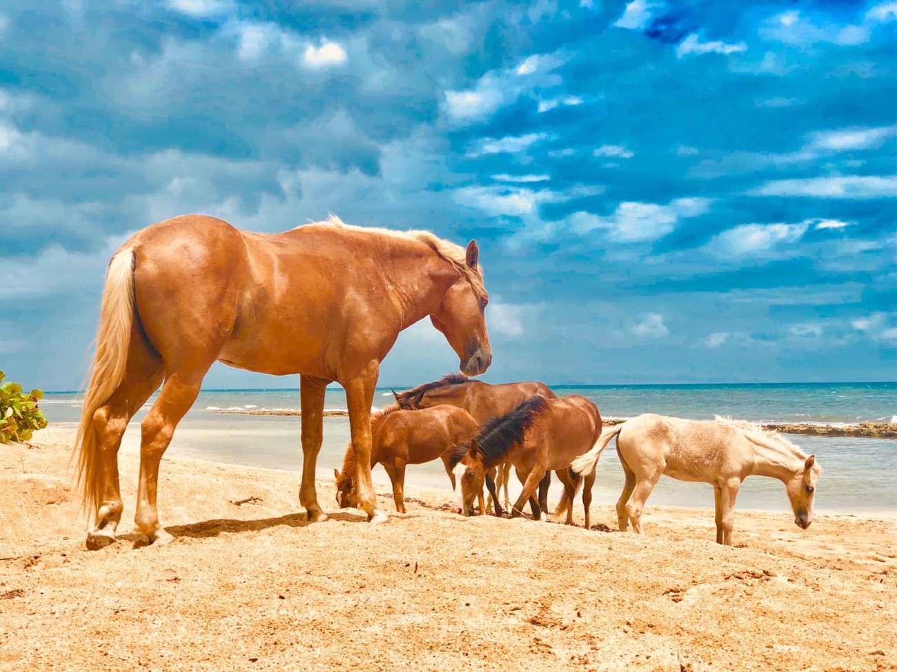 Wild Paso Fino horses grazing on the beach at Vieques